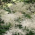 <em>Aruncus</em>, goat's beard: to plant, to grow and to care for