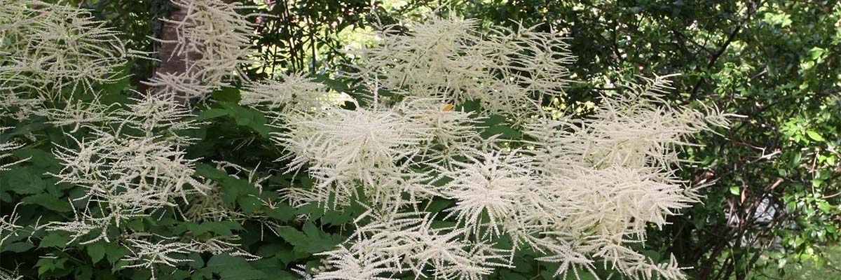 <em>Aruncus</em>, goat's beard: to plant, to grow and to care for