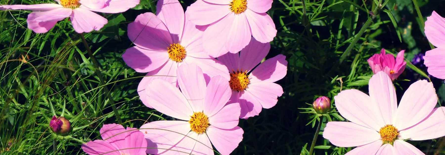 <em>Cosmos</em>: sowing and planting