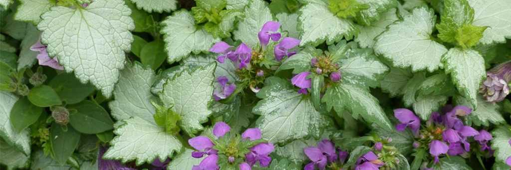 Dead-nettle: planting, pruning and care