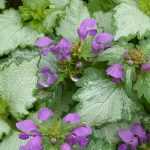 Dead-nettle: planting, pruning and care