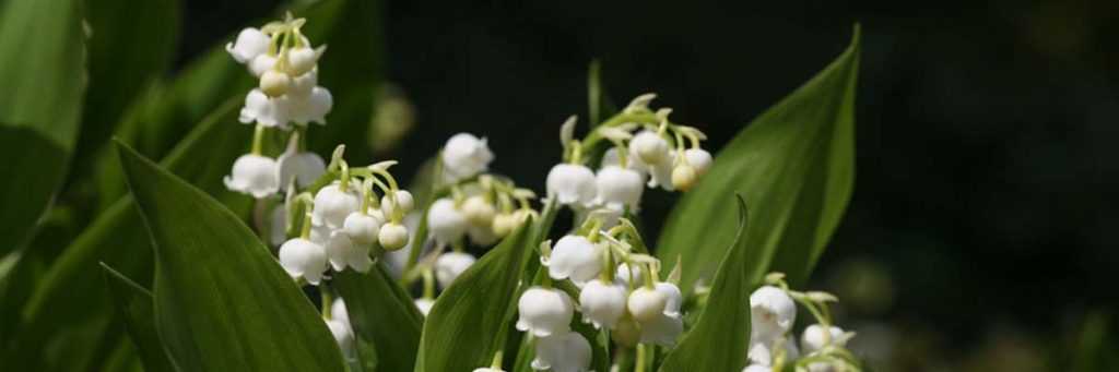 Lily of the valley: planting, care