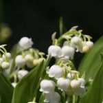 Lily of the valley: planting, care