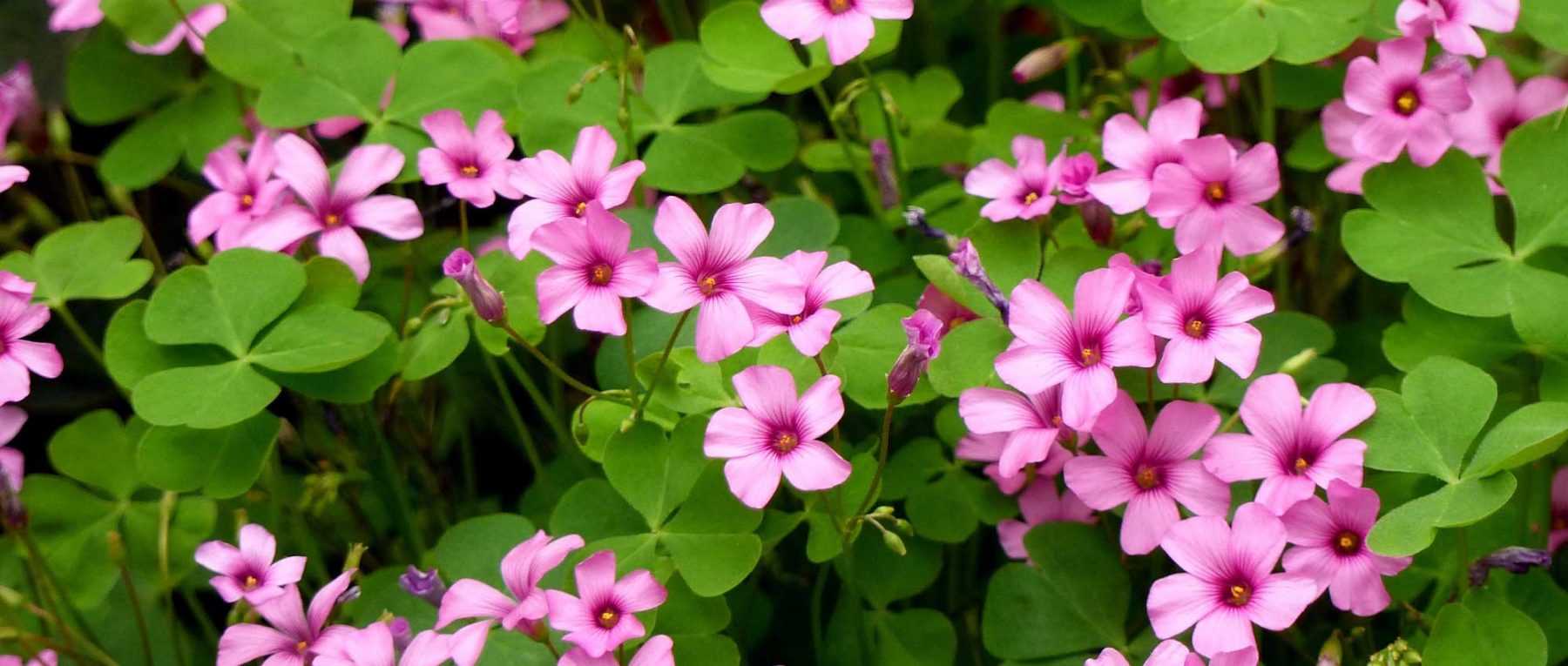 <em>Oxalis</em>: to plant, grow and care for
