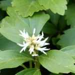 <em>Pachysandra terminalis</em>: planting, cultivation, care
