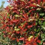 Which bushes for which types of hedges?