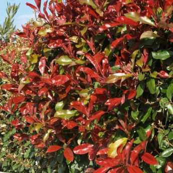 Which bushes for which types of hedges?