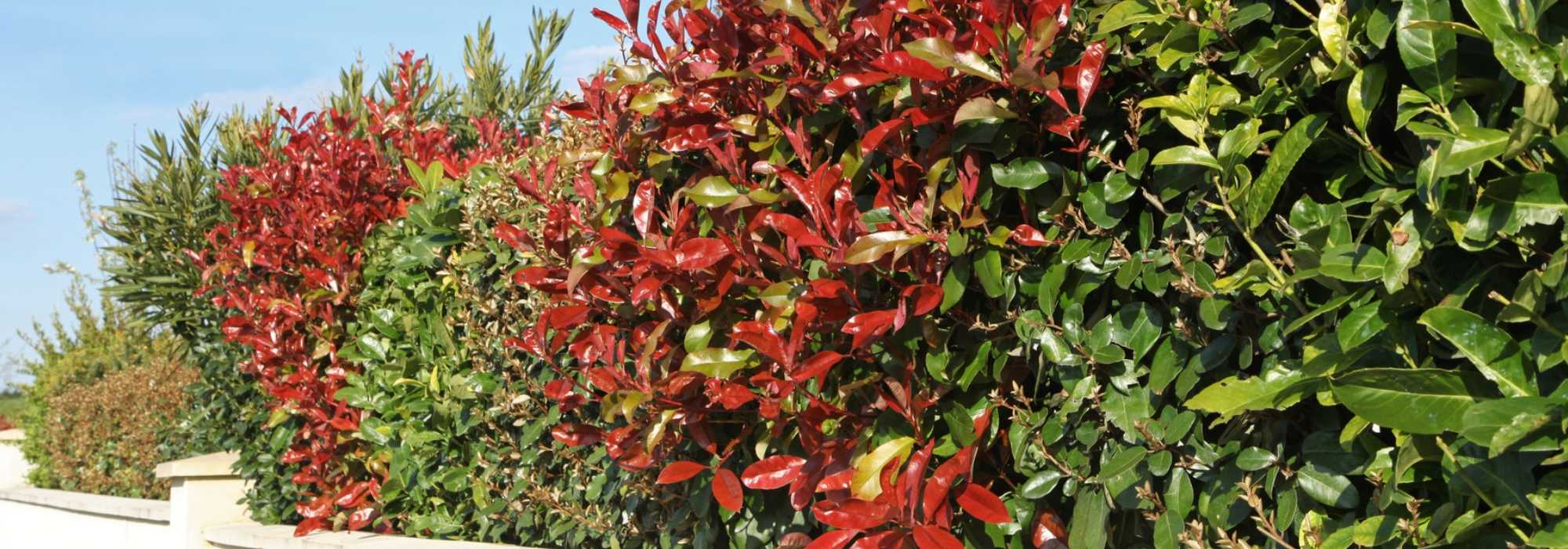 Which bushes for which types of hedges?