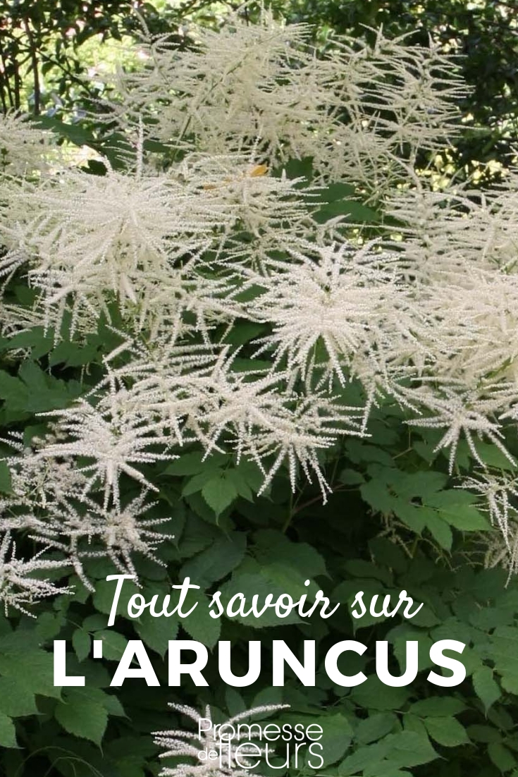 Aruncus - Planting and Cultivating Young Plants aruncus, goat's beard - tips