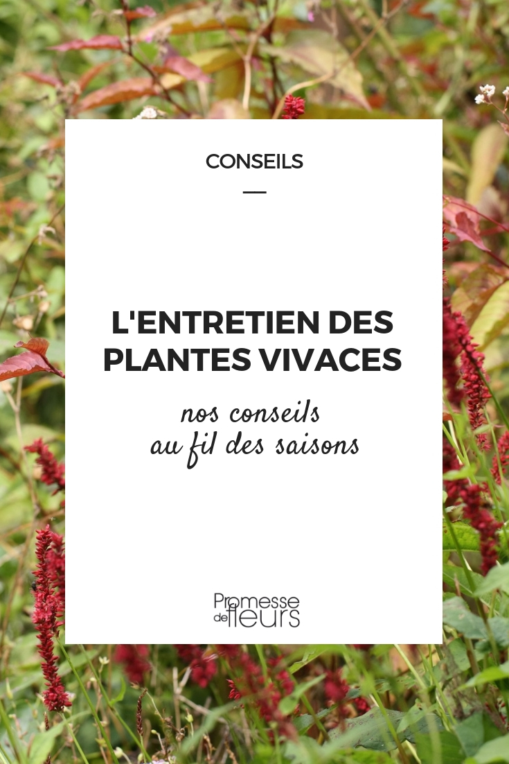 Caring for Perennial Plants Maintaining Perennials