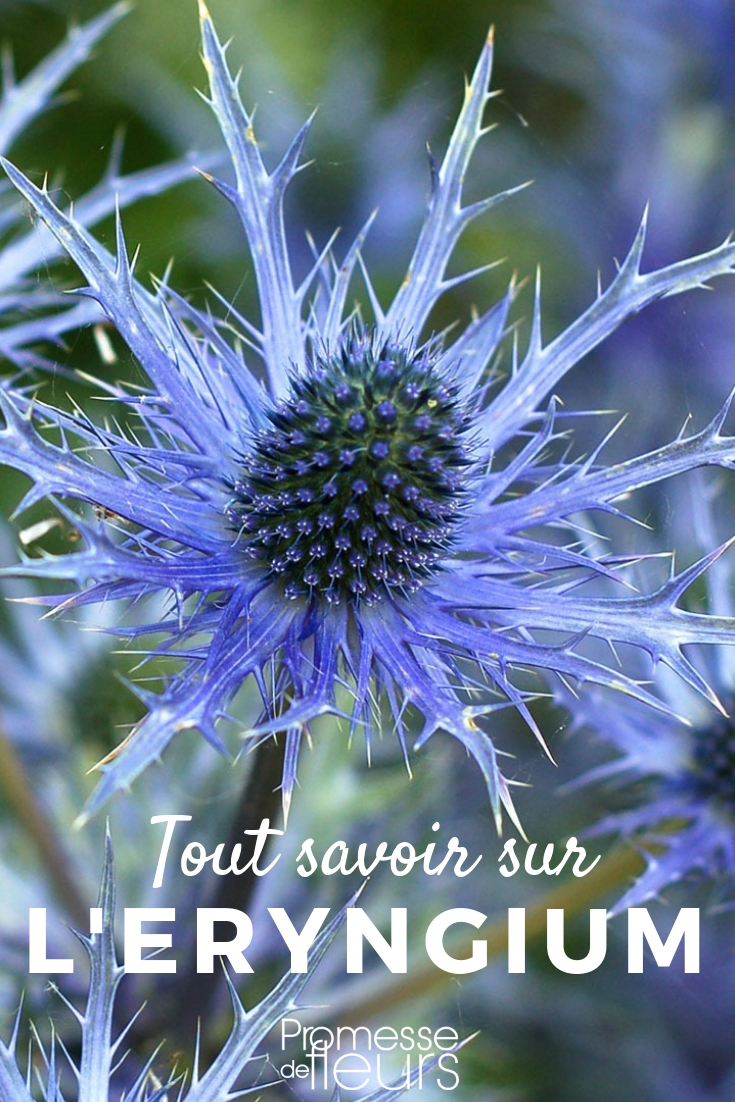 Eryngium panicaut - Planting, Cultivating Eryngium or Sea Holly: Everything You Need to Know