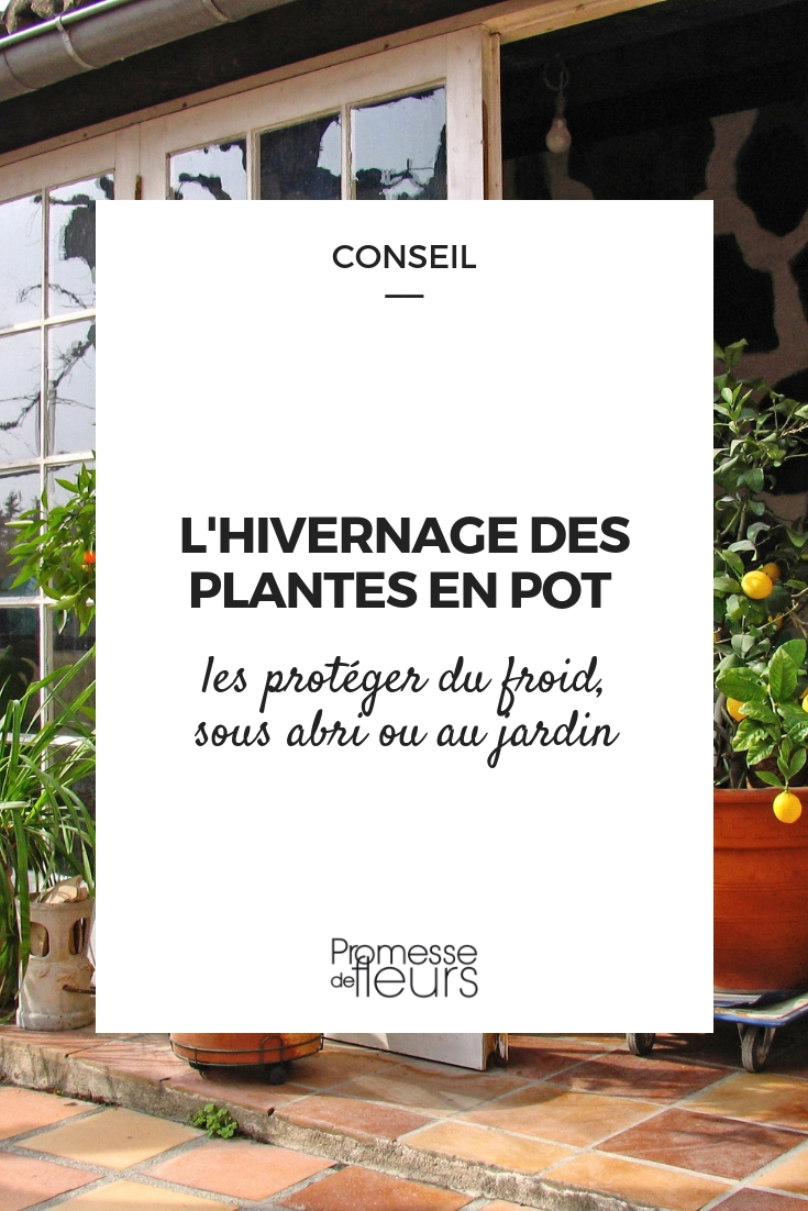 Protecting Potted Young Plants from the Cold