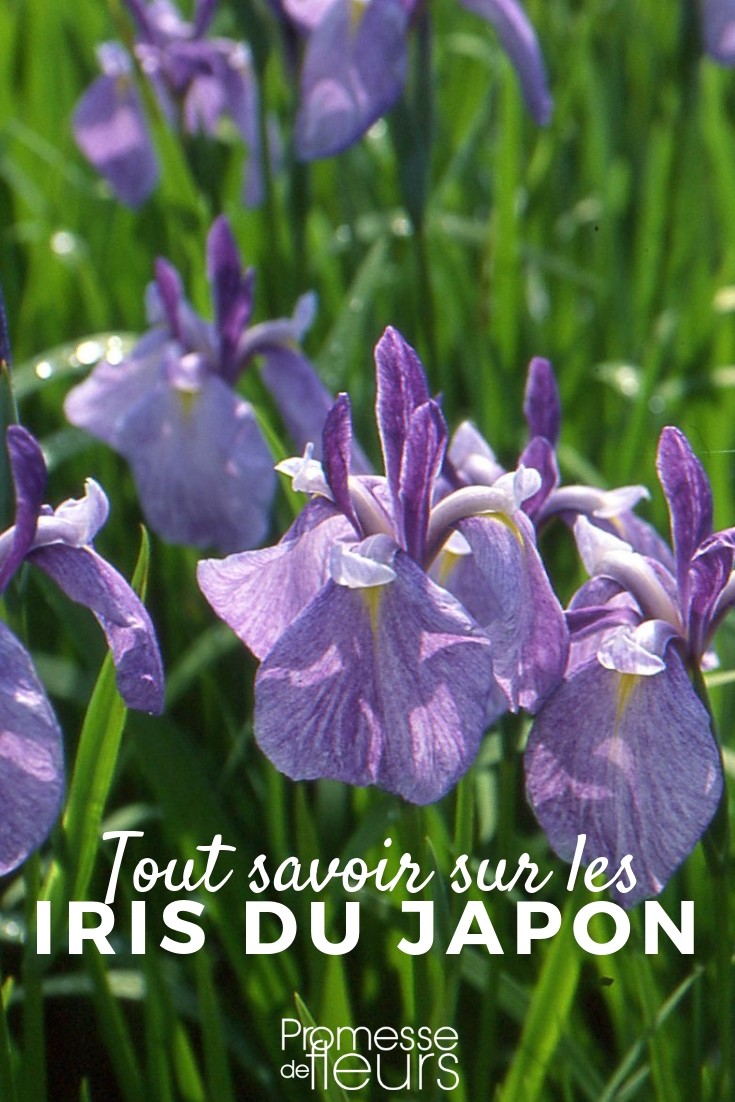 Japanese Iris: Everything You Need to Know
The Japanese iris (Iris japonica) is a stunning plant that brings a touch of exotic elegance to any garden. Known for its delicate, frilly flowers, this iris variety thrives in moist, well-drained soil and partial shade, making it perfect for UK and Irish gardens that often experience such conditions.
### Planting and Care
**When to Plant:** The best time to plant Japanese iris is in early spring or autumn. This timing allows the plant to establish itself during mild weather.
**Soil Requirements:** Japanese iris prefers acidic to neutral soil. If your garden soil is alkaline, consider amending it with sulphur or planting your iris in raised beds with the appropriate soil mix.
**Watering:** These irises require consistent moisture, especially during the growing season. Ensure the soil is well-drained, however, as standing water can lead to root rot.
**Feeding:** A light application of a balanced, slow-release fertiliser in early spring can encourage vigorous growth and blooming.
**Pruning:** After blooming, trim back the flower stalks to prevent the plant from spending energy on seed production. In autumn, remove any dead or damaged leaves to keep the plant healthy and tidy.
### Common Issues
**Pests and Diseases:** Slugs and snails can be a problem, as they enjoy the lush foliage. Use environmentally friendly slug pellets or barriers to protect your plants. Additionally, be on the lookout for signs of iris borer or root rot, which can be combated with good cultural practices.
**Environmental Stress:** Japanese iris can suffer in extremely hot and dry conditions. During unusually dry spells, make sure to provide extra water, and consider using a mulch to help retain soil moisture.
### Landscape Uses
Japanese iris is incredibly versatile in garden design. It can be used as a border plant, in water gardens, or in container gardens. Its striking flowers also make it a favourite for cut flower arrangements.
### Conclusion
With its elegant blooms and graceful foliage, the Japanese iris is a valuable addition to any garden. By following these simple care instructions, you can enjoy the beauty of Iris japonica for many seasons to come. Whether you're a seasoned gardener or a beginner, this iris variety offers both charm and reliability. Iris ensata, laevigata: Everything You Need to Know