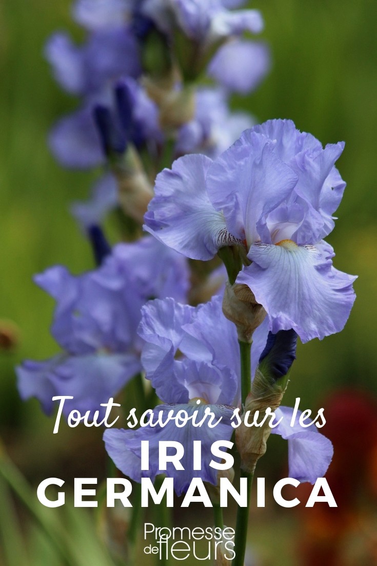 Garden Iris: Everything You Need to Know