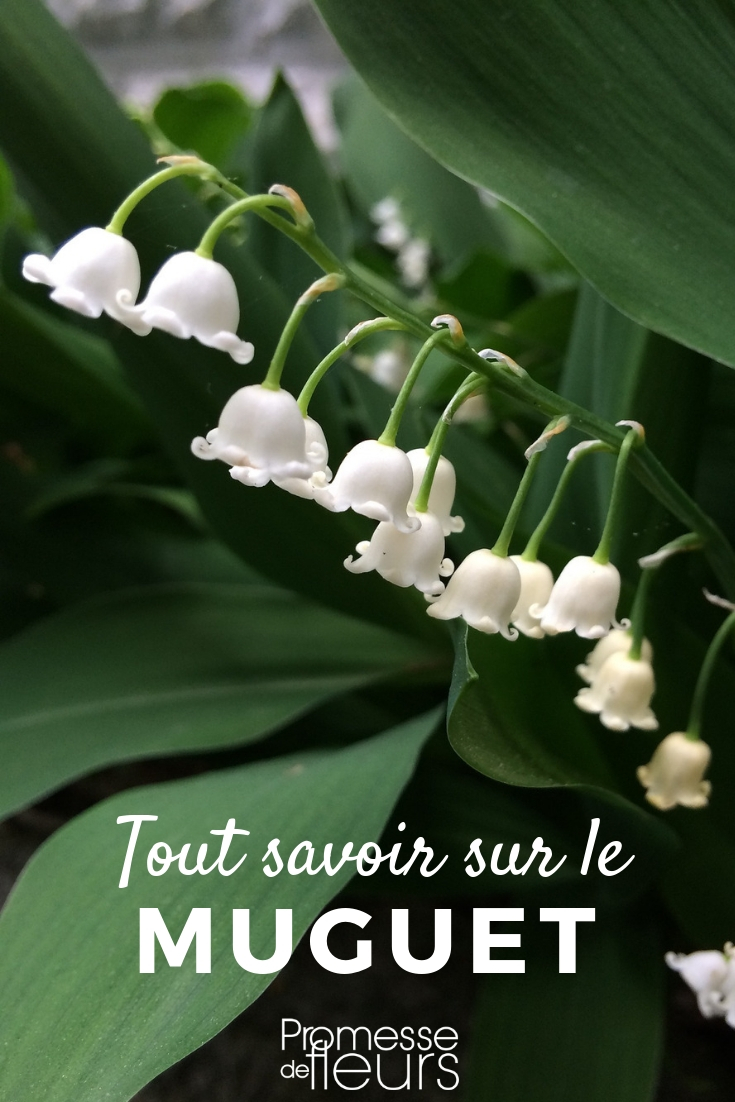 All About Lily of the Valley

Lily of the Valley, scientifically known as Convallaria majalis, is a beloved perennial plant known for its delicate and fragrant white bell-shaped flowers. This charming plant not only adds beauty to your garden but also carries a rich history and symbolism.

**Growing Lily of the Valley**
Lily of the Valley thrives in shady or partially shady areas, making it an excellent choice for underplanting beneath trees or shrubs. It prefers well-drained, humus-rich soil and can spread quite rapidly once established. To plant, set the pips (rhizomes) in the ground at a depth of about 2.5 cm, spacing them approximately 15 cm apart.

**Care and Maintenance**
This plant requires minimal maintenance. Watering during dry periods can help promote lush growth, and an annual application of compost or well-rotted manure will help nourish the soil and support healthy blooms. Be cautious, as all parts of the plant are highly toxic if ingested.

**Symbolism and Uses**
Lily of the Valley carries deep symbolic meanings, often associated with purity, humility, and the return of happiness. It is famously used in wedding bouquets and May Day celebrations. Moreover, it has been used in traditional medicine, though care must be taken due to its toxic nature.

**Common Issues**
Watch out for slugs and snails, which can damage the foliage. Also, leaf spot and rust can occur, though these are generally not severe. Ensure good air circulation and avoid overhead watering to minimize these issues.

Lily of the Valley is not only a visually appealing addition to your garden but also a plant with intriguing lore and practical uses. Whether you're a seasoned gardener or a beginner, this plant can bring joy and beauty to your gardening endeavours.