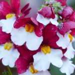 <em>Nemesia</em>: planting, cultivation and care