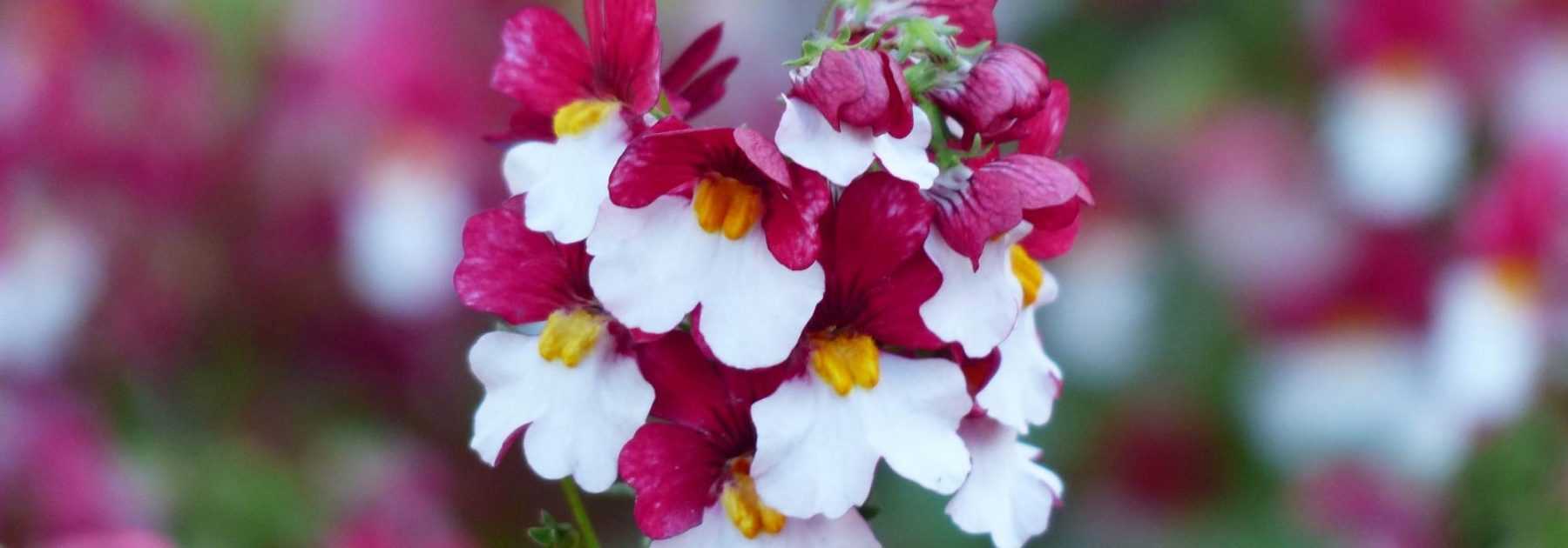 <em>Nemesia</em>: planting, cultivation and care