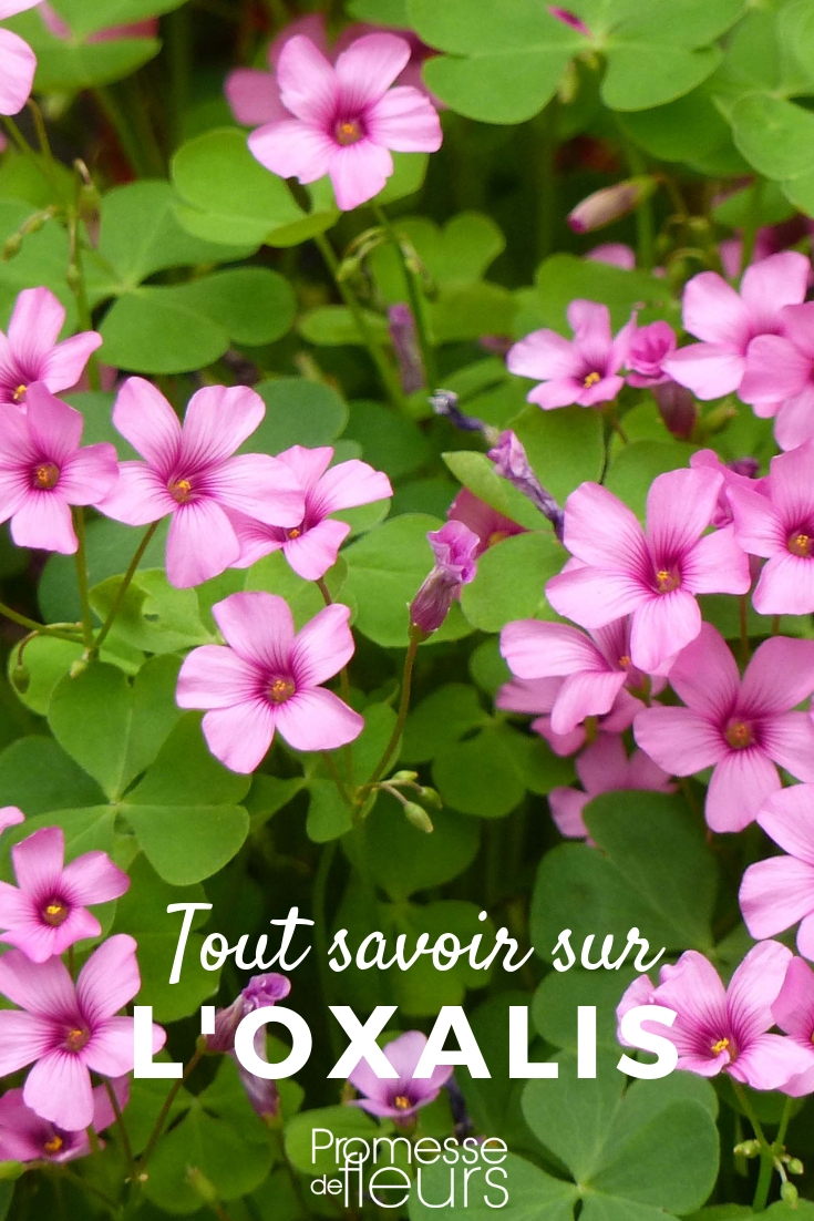 Oxalis: Everything You Need to Know for Successful Cultivation in the Garden