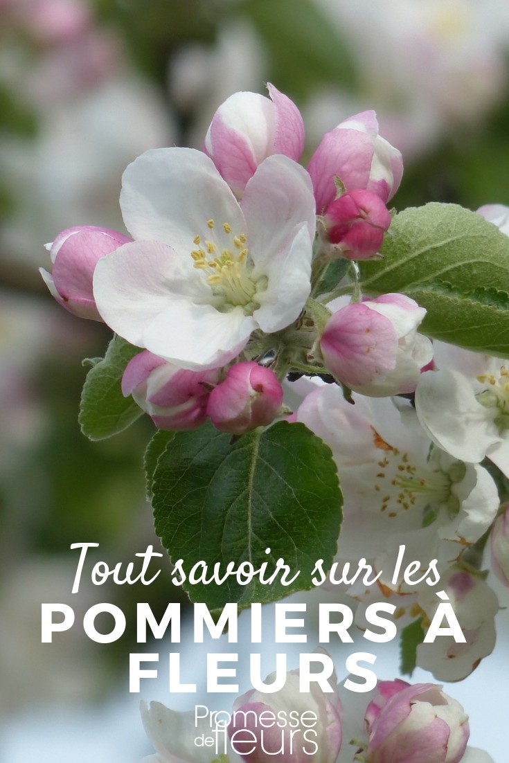 crab apple