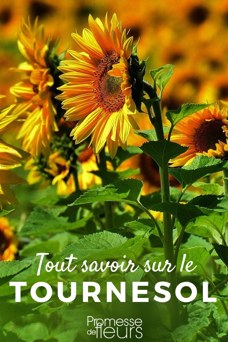 annual sunflower