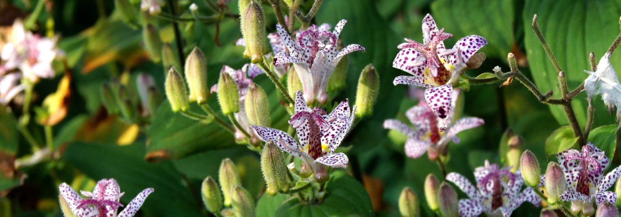 Tricyrtis, toad lily: planting, cultivation, care