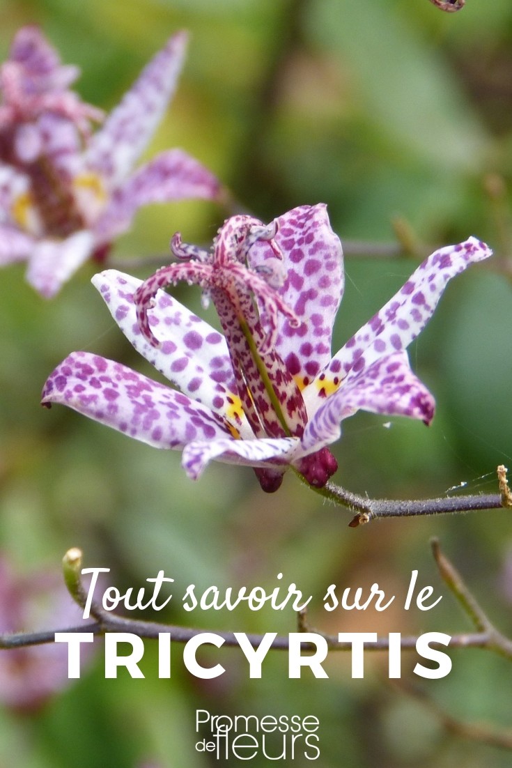 Tricyrtis: Everything You Need to Know
Tricyrtis, commonly known as toad lilies, are a captivating group of plants that bring a touch of exotic charm to any garden. Originating from Asia, these perennials are renowned for their unique and strikingly beautiful flowers, which bloom profusely in late summer to autumn, a time when many other plants are starting to fade.
### Ideal Growing Conditions
Toad lilies thrive in partial to full shade, making them perfect for brightening up those darker corners of your garden. They prefer moist, well-drained soil rich in organic matter. Ensuring the soil is adequately moist is crucial, especially during dry spells, as Tricyrtis does not tolerate drought well.
### Planting and Care
Plant your Tricyrtis in a sheltered spot to protect their delicate flowers from harsh winds. Space them about 30 cm apart to allow for their clumping growth habit. Adding a layer of mulch will help keep the soil moist and also provide the necessary nutrients as it decomposes.
Regular watering is essential, particularly during the growing season. However, be cautious not to overwater, as this can lead to root rot. Feeding with a balanced fertilizer in early spring can encourage vigorous growth and a better floral display.
### Pest and Disease Management
Toad lilies are relatively low-maintenance but can occasionally suffer from slug and snail damage, which can be mitigated by using environmentally friendly slug pellets or barriers. They are also prone to fungal diseases like leaf spot and rust, particularly in humid conditions. Good air circulation and avoiding overhead watering can help prevent these issues.
### Varieties to Consider
There are several varieties of Tricyrtis available, each with its own unique appeal:
- **Tricyrtis hirta**: Known for its purple-spotted white flowers.
- **Tricyrtis formosana**: Features more orchid-like blooms.
- **Tricyrtis 'Tojen'**: Boasts larger, lavender flowers.
### Conclusion
Tricyrtis are an excellent choice for adding interest and colour to shaded garden areas. With their unique floral patterns and robust nature, toad lilies can elevate the aesthetics of your garden while requiring relatively minimal care. Whether planted in borders, woodland settings, or containers, they are sure to captivate and enchant any garden visitor. Orchid Lilies: Everything You Need to Know
Orchid lilies, with their striking resemblance to both orchids and lilies, are a captivating addition to any garden. In this article, we delve into the essentials of cultivating these enchanting flowers, ensuring that even beginners can enjoy their exotic allure.
### Understanding Orchid Lilies
Orchid lilies, known botanically as *Lilium*, are a hybrid that combines the best traits of both parent plants. They boast the robustness of lilies along with the intricate beauty of orchids, making them a popular choice among garden enthusiasts.
### Planting and Care
**Location:** Choose a spot with partial shade or indirect sunlight, as direct sun can be too harsh for the delicate petals.
**Soil:** Well-draining soil is crucial. Amend it with organic matter to ensure it remains fertile and aerated.
**Watering:** Keep the soil consistently moist but not waterlogged. Overwatering can lead to root rot, which is detrimental to orchid lilies.
**Fertilisation:** Use a balanced, slow-release fertiliser during the growing season to support their vibrant blooms.
### Common Issues
**Pests:** Watch out for aphids and spider mites. These pests can be managed with insecticidal soap or neem oil.
**Diseases:** Fungal infections can occur in overly moist conditions. Ensure good air circulation and avoid overhead watering to prevent these issues.
### Conclusion
Orchid lilies are a stunning addition to any garden, offering a blend of elegance and colour. With the right care, they can thrive and bring joy for seasons to come. Whether you are a seasoned gardener or a novice, these flowers are sure to enhance your outdoor space.