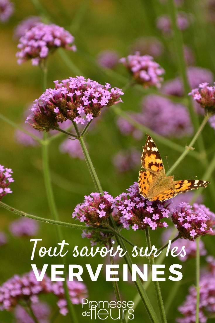 Verbena - Planting, Pruning, and Maintenance Verbena: Planting and Care