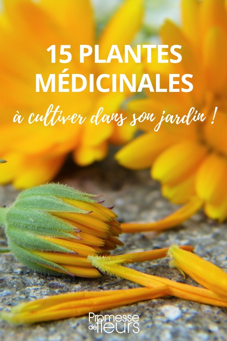 medicinal young plant