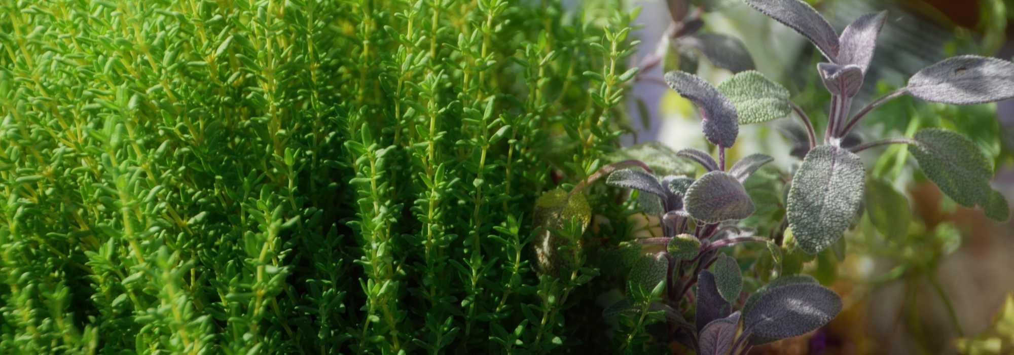 15 medicinal plants to grow at home and their benefits