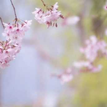 7 trees for small gardens