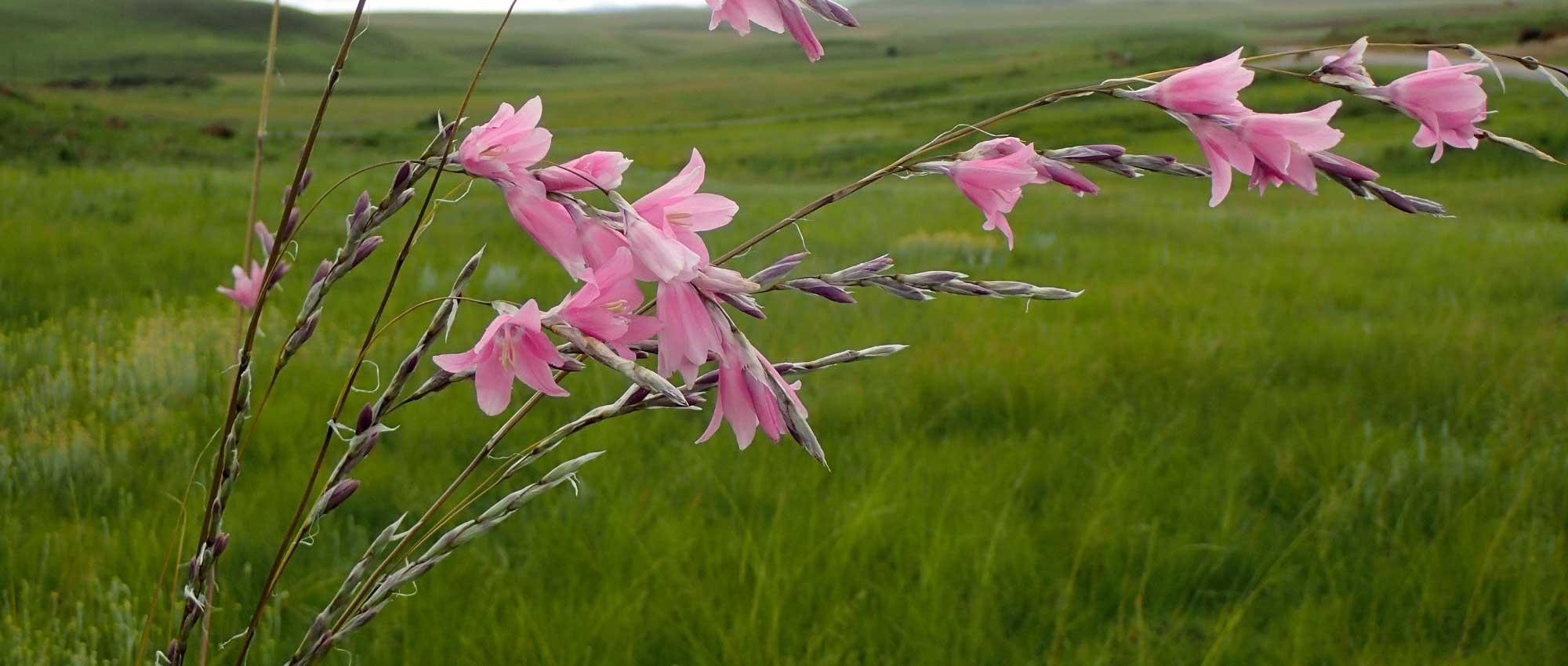 Dierama, angel's fishing rod: planting, cultivation and care