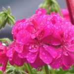 <em>Pelargonium</em>, geranium: to plant and to grow