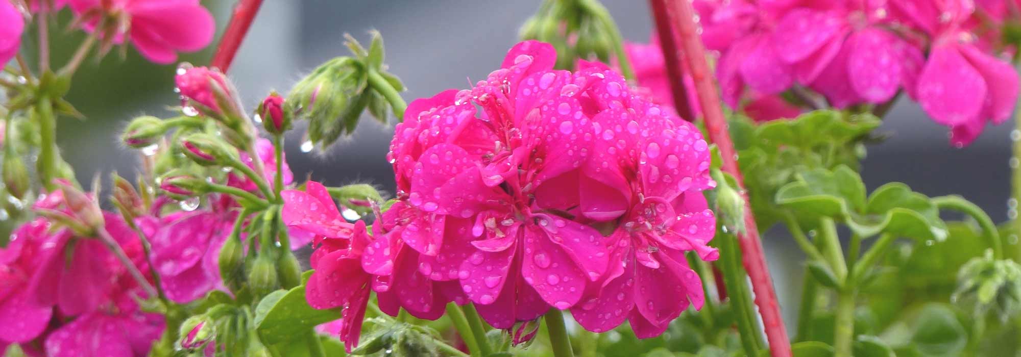 <em>Pelargonium</em>, geranium: to plant and to grow