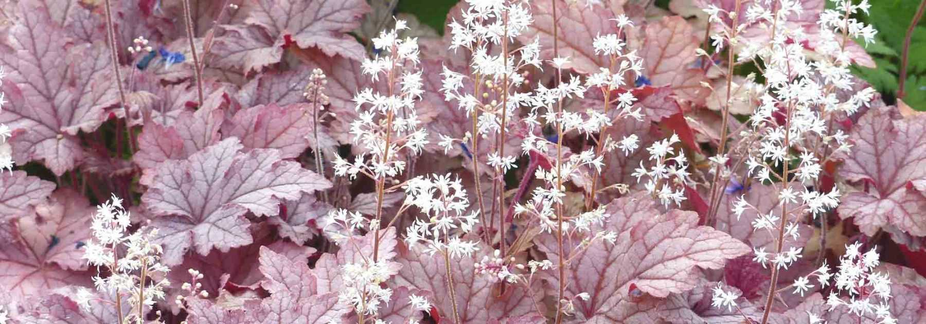 <em>Tiarella</em> and <em>Heucherella</em>: planting and growing