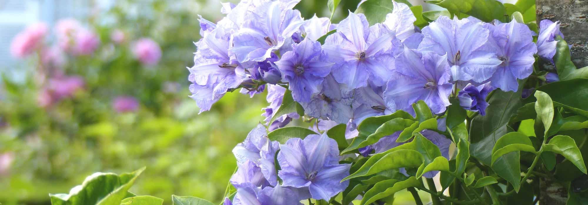 Solanum: planting, pruning, cultivation