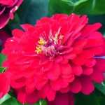 <em>Zinnia</em>: sowing, planting, care