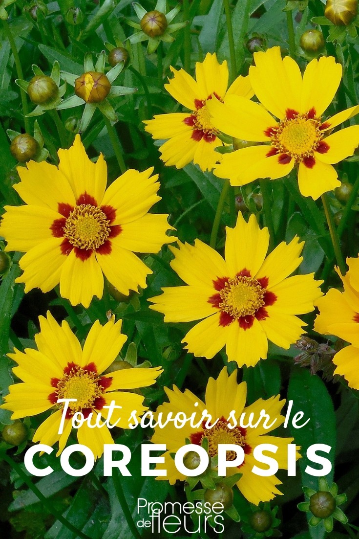 Coreopsis: Everything You Need to Know
Coreopsis, often known as {glossary:tickseed}, is a vibrant and resilient flowering plant that thrives in gardens across the UK and Ireland. This perennial is celebrated for its daisy-like appearance and prolonged blooming period, making it a favourite among garden enthusiasts.
### Characteristics of Coreopsis
Coreopsis plants are notable for their bright, cheerful flowers that can range in colour from golden yellow to deep red. They typically grow to about 60 cm in height and prefer full sun exposure. These hardy plants are well-suited to a variety of soil types, although they perform best in well-drained soils.
### Planting and Care
To plant coreopsis, choose a sunny spot in your garden. These flowers are not particularly fussy about soil pH but ensuring good drainage is crucial. Plant them in early spring, spacing them about 30-45 cm apart to allow for ample growth.
Caring for coreopsis is relatively straightforward. Water them regularly during dry spells and deadhead spent flowers to encourage new blooms. In late autumn, you can cut back the stems to ground level to tidy up the plant and promote healthy growth for the following season.
### Common Varieties
There are several popular varieties of coreopsis that you might consider for your garden:
- **Coreopsis verticillata**: Known for its fine, lacy foliage and abundant golden flowers.
- **Coreopsis grandiflora**: Features larger flowers and a more robust growth habit.
- **Coreopsis rosea**: Distinguished by its lovely pink blooms.
### Benefits in the Garden
Coreopsis not only adds a splash of colour to your garden but also attracts beneficial insects such as bees and butterflies, enhancing pollination. Its drought tolerance makes it an excellent choice for sustainable gardening practices.
In conclusion, whether you are a novice gardener or a seasoned horticulturist, coreopsis offers a low-maintenance and delightful addition to any garden. Its cheerful blooms and easy care make it a perennial favourite. coreopsis