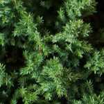 <em>Juniperus</em>, junipers: planting, pruning and care