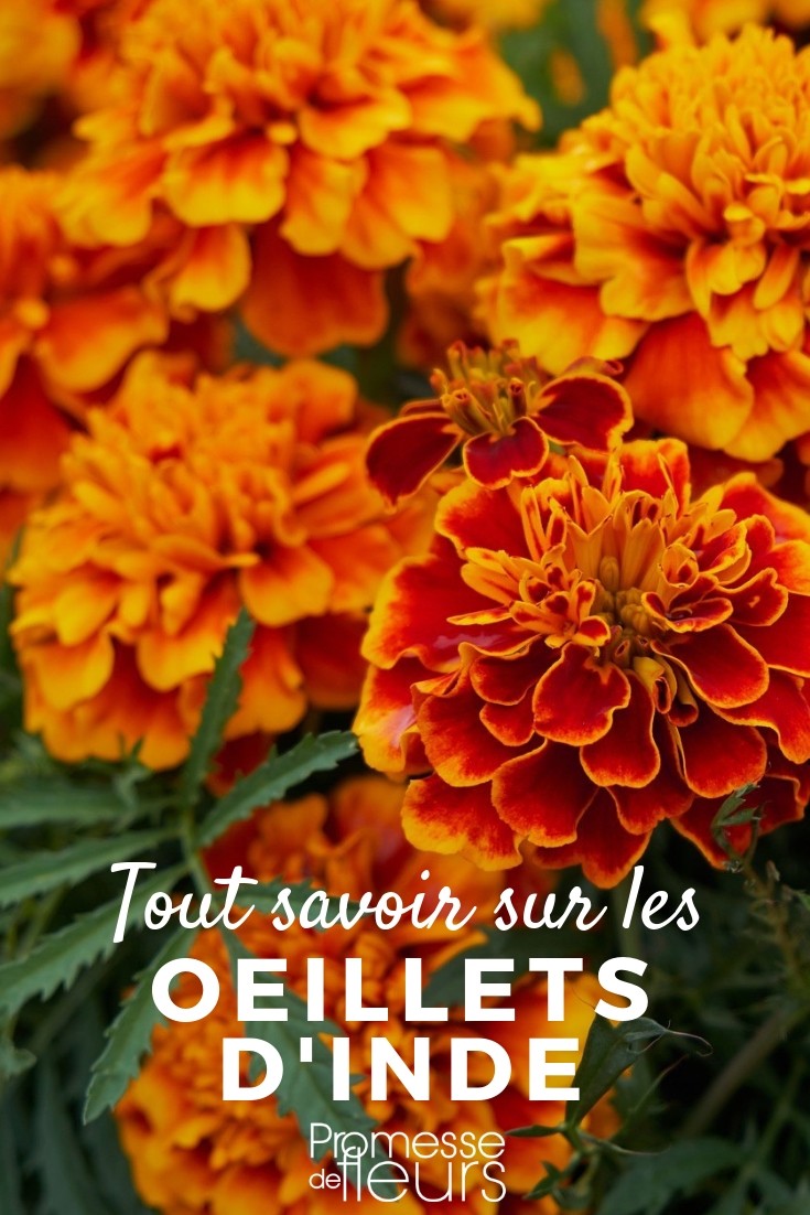 Understanding Tagetes: A Comprehensive Guide

Tagetes, commonly known as marigolds, are vibrant and essential additions to any garden. These flowers not only bring a splash of colour but also have beneficial properties that can enhance the health and beauty of your garden space. In this article, we'll delve into everything you need to know about Tagetes, from their cultivation to their uses.

### Cultivation and Care

Tagetes thrive in well-drained, fertile soil and require a good amount of sunlight to flourish. They are remarkably easy to grow and can be sown directly into the ground in spring. These plants are excellent for beginners due to their resilient nature and minimal care requirements.

### Varieties and Selection

There are numerous varieties of Tagetes to choose from, each with unique characteristics and benefits. Some popular varieties include:

- **Tagetes erecta**: Often known as African marigold, these are tall and produce large, pompom-like flowers.
- **Tagetes patula**: Known as French marigold, these are shorter and boast a more spread-out growth habit with smaller flowers.
- **Tagetes tenuifolia**: With the common name signet marigold, these are known for their delicate, fern-like foliage and smaller, dainty flowers.

### Benefits in the Garden

Marigolds are not only aesthetically pleasing but also serve practical purposes in the garden. They are renowned for their ability to repel pests and can be planted strategically to protect other plants. Additionally, Tagetes are known to improve soil quality through their root system that secretes substances which can deter harmful nematodes.

### Uses Beyond the Garden

Beyond their garden utility, Tagetes have uses in various domains:

- **Culinary**: The flowers of certain Tagetes species are edible and can be used to add colour and flavour to salads and other dishes.
- **Cultural Significance**: In many cultures, Tagetes play a role in religious and ceremonial events, particularly in Day of the Dead celebrations in Mexico.

### Conclusion

Tagetes are more than just eye-catching flowers. Their ease of cultivation, variety, and multipurpose uses make them a valuable addition to any garden. Whether you are a novice gardener or a seasoned horticulturist, incorporating Tagetes can bring both beauty and benefits to your gardening endeavours.