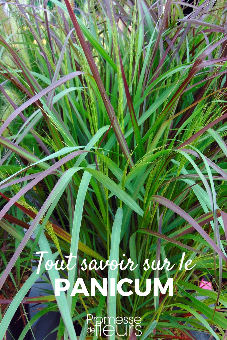 Panicum - Planting, Pruning, and Maintenance Panicum: Planting, Pruning, and Care