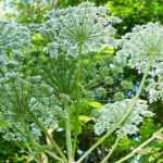 Invasive plant or invasive species: let's not mix things up!