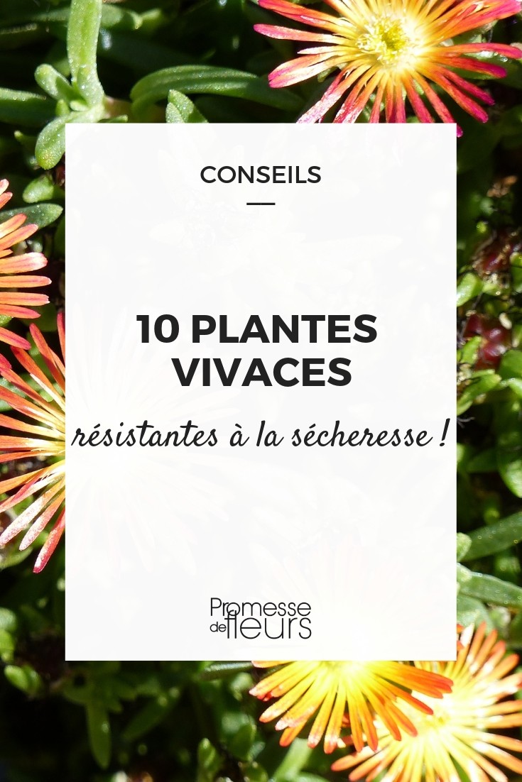 10 Drought-Resistant Perennial Plants Perennial Plants and Drought
