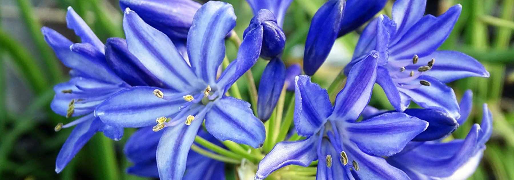 <em>Agapanthus</em>: to plant, to grow and to care for