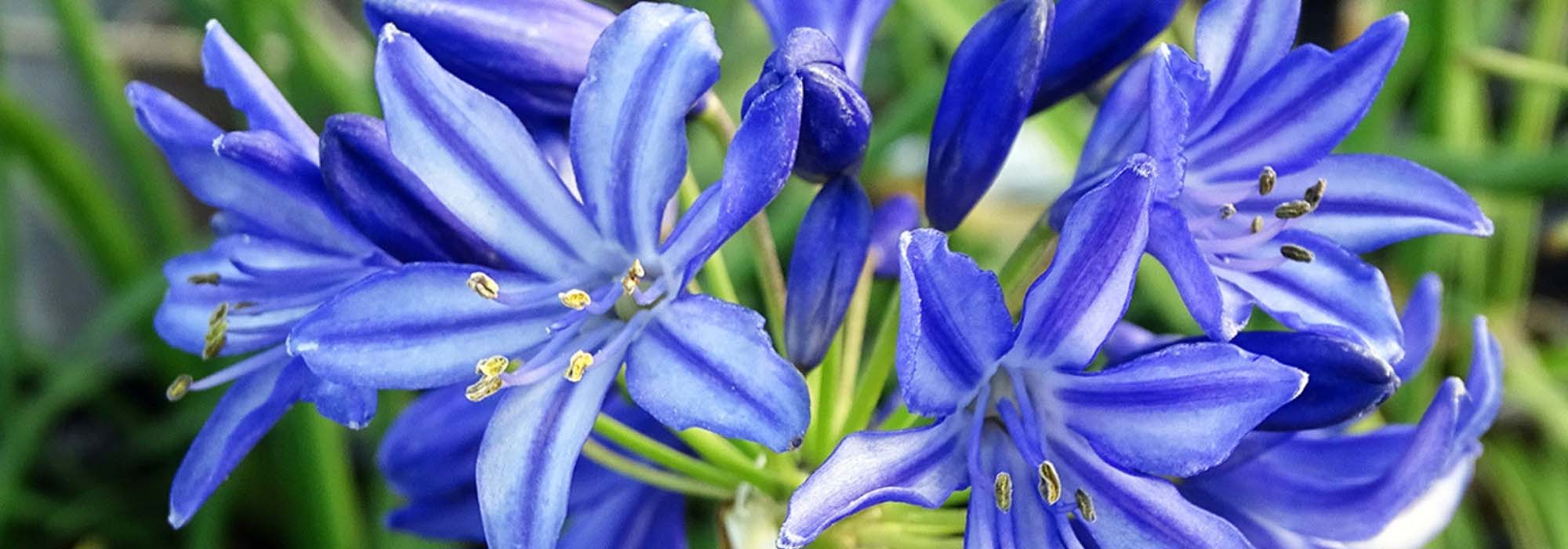 <em>Agapanthus</em>: to plant, to grow and to care for