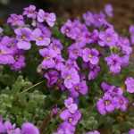 Aubrieta, <em>Aubrieta</em>: to sow, to plant, to grow