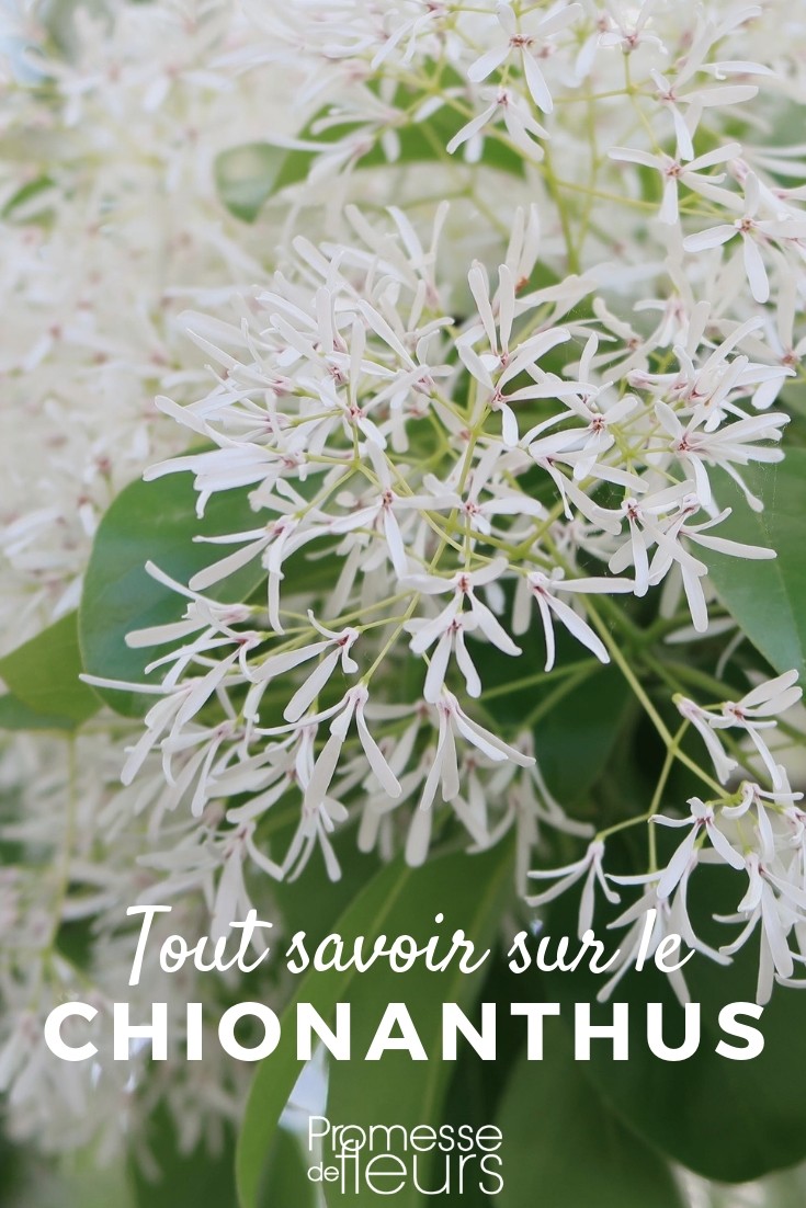 Chionanthus: Everything You Need to Know
Chionanthus, commonly known as fringetree, is a charming addition to any garden. This genus, which belongs to the Oleaceae family, is renowned for its graceful, airy flowers that create a striking visual impact during their blooming season. In this article, we'll explore the key aspects of Chionanthus, including its varieties, cultivation tips, and its uses in landscaping.
### Varieties of Chionanthus
There are several species within the Chionanthus genus, but the most popular ones include Chionanthus virginicus, known as the white fringetree, and Chionanthus retusus, the Chinese fringetree. Both species are admired for their clusters of fragrant, white, fringe-like flowers that appear in spring.
- **Chionanthus virginicus**: Native to the eastern United States, this species grows as a small tree or large shrub, reaching up to 20 feet in height. It thrives in full sun to partial shade and prefers moist, well-drained soil.
- **Chionanthus retusus**: This species is native to China and grows slightly larger than its American counterpart. It can reach up to 25 feet and is noted for its more robust and leathery leaves.
### How to Grow Chionanthus
Growing Chionanthus is relatively straightforward, provided you keep the following tips in mind:
- **Location**: Choose a location that receives full sun to partial shade. Although Chionanthus can tolerate a range of light conditions, flowering is best in sunnier spots.
- **Soil**: Plant in fertile, well-drained soil. While Chionanthus is adaptable to different soil types, it prefers slightly acidic to neutral pH levels.
- **Watering**: Regular watering is essential, especially during dry spells. The soil should be kept consistently moist but not waterlogged.
- **Pruning**: Minimal pruning is required. Prune immediately after flowering to maintain shape and remove any dead or damaged branches.
### Landscaping with Chionanthus
Chionanthus is an excellent choice for various landscaping uses. Its elegant appearance fits well in woodland gardens, mixed borders, or as a specimen plant. Here are a few ideas on how to incorporate Chionanthus into your garden:
- **As a specimen tree**: Its striking flowers and pleasant structure make Chionanthus an ideal focal point in small to medium-sized gardens.
- **In mixed borders**: Combine Chionanthus with other shrubs and perennials that flower at different times to extend the interest throughout the growing season.
- **Near patios or seating areas**: Plant Chionanthus where its fragrant flowers can be enjoyed up close, such as near decks, patios, or windows.
In conclusion, Chionanthus is a versatile and attractive genus that can enhance the beauty and fragrance of any garden. With proper care and placement, it can provide years of enjoyment with its stunning floral display and lush foliage. Whether you're a seasoned gardener or a beginner, consider adding a Chionanthus to your outdoor space. Snow Tree: Everything You Need to Know
In the enchanting world of ornamental plants, the Snow Tree, or Chionanthus virginicus, stands out for its breathtaking beauty. Native to the woodlands and riverbanks of North America, this deciduous tree is celebrated for its striking, fluffy white flowers that appear to blanket the tree in snow during the spring.
### Characteristics of the Snow Tree
The Snow Tree can reach heights of up to 12 meters, making it a majestic addition to any garden. It has a rounded, spreading form that provides ample shade in the summer months. The leaves are broad and glossy, creating a vibrant green backdrop before turning to stunning shades of yellow in the autumn.
### Flowering and Fragrance
One of the most remarkable features of the Snow Tree is its flowers. These are small, delicate, and incredibly fragrant, emerging in long panicles that can grow up to 20 cm in length. Flowering typically occurs in late spring, and the blossoms remain on the tree for several weeks, attracting pollinators such as bees and butterflies.
### Planting and Care
The Snow Tree thrives in well-drained soil and can adapt to both full sun and partial shade. It is relatively low-maintenance but does require some care to flourish. Regular watering during dry periods, annual mulching to retain soil moisture, and occasional pruning to maintain its shape are all beneficial practices.
### Uses in Landscaping
With its picturesque appearance and moderate size, the Snow Tree is an excellent choice for residential gardens. It can be used as a focal point in landscape designs or planted along driveways and pathways. Additionally, its dense foliage makes it an effective privacy screen or windbreak.
### Conclusion
The Snow Tree is not only a visually stunning plant but also a practical choice for gardeners looking to enhance their outdoor spaces. Its ease of care, coupled with its aesthetic appeal, makes it a valuable addition to any garden. Whether you are a seasoned gardener or a beginner, the Snow Tree is sure to bring beauty and interest to your landscape.
