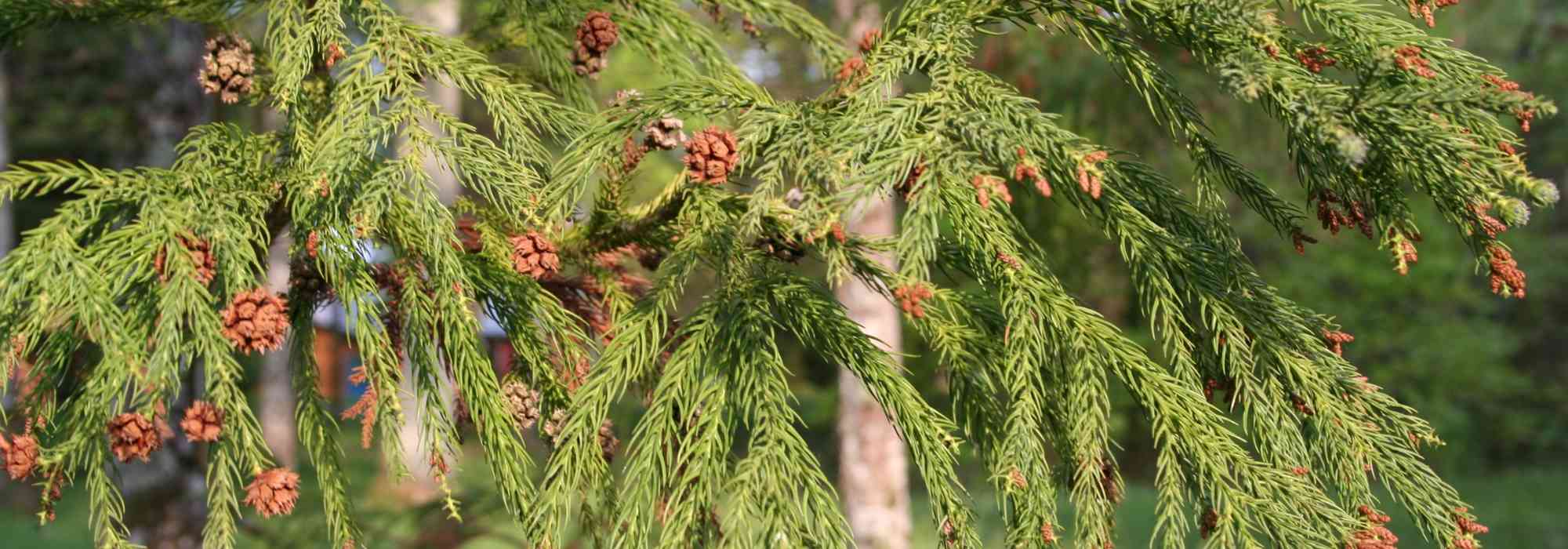 Cryptomeria, Japanese cedar: planting, pruning and maintenance