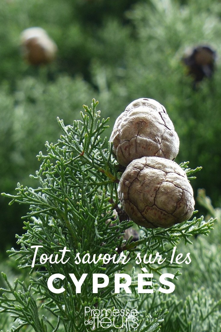 Cupressus: Everything You Need to Know

The genus Cupressus, commonly known as cypress, is a beloved group of trees in the conifer family that captivates gardeners with its majestic form and evergreen foliage. These trees are not only visually striking but also highly adaptable, making them a popular choice for ornamental purposes in gardens across the UK and Ireland.

### Characteristics of Cupressus

Cupressus species are renowned for their durable, aromatic wood and their resilience against harsh weather conditions. They typically exhibit a conical growth habit, which can become more irregular with age. The foliage of these trees is scale-like, arranged in dense sprays, and varies in colour from deep green to bluish or silvery tones.

### Popular Varieties

Among the numerous species, some of the most popular include:

- **Cupressus sempervirens** (Italian Cypress): Noted for its tall, narrow form and used frequently in formal gardens.
- **Cupressus macrocarpa** (Monterey Cypress): Known for its rapid growth and resistance to wind, making it ideal for coastal areas.
- **Cupressus arizonica** (Arizona Cypress): Valued for its silvery-blue foliage and adaptability to dry conditions.

### Planting and Care

**Location**: Choose a site with full sun exposure. Cypress trees thrive in well-drained soil and are tolerant of various soil types, though they prefer a slightly acidic pH.

**Watering**: Young trees require regular watering to establish roots but are relatively drought-tolerant once established. Over-watering should be avoided as it can lead to root rot.

**Pruning**: Pruning is generally minimal but can be done to shape the tree or control its size. It's best to prune during the late winter or early spring before new growth begins.

**Pests and Diseases**: Cypress trees are susceptible to certain pests and diseases, such as cypress canker and spider mites. Regular monitoring and early intervention can help maintain the health of the tree.

### Uses in Landscaping

Cupressus trees are versatile in landscape design. They can be used as specimen trees, for privacy screens, or as part of a windbreak. Their upright forms are particularly effective in formal gardens and can be used to create dramatic vertical elements in the landscape.

### Conclusion

Cupressus trees offer a combination of beauty, resilience, and versatility, making them an excellent choice for gardeners looking to add a stately element to their outdoor spaces. With proper care, these trees can provide year-round interest and structure to gardens in the UK and Ireland.