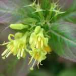 <em>Diervilla</em>: planting, pruning and care