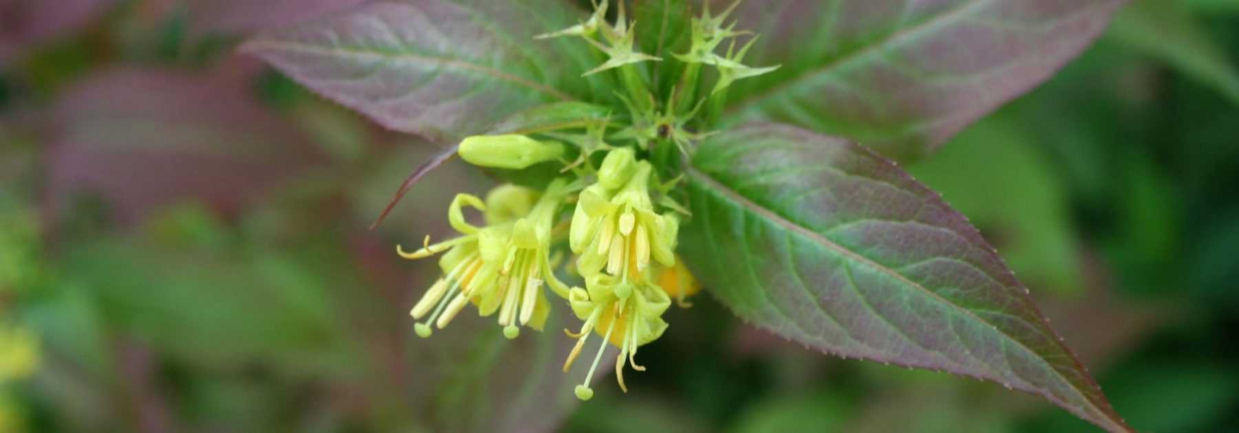 <em>Diervilla</em>: planting, pruning and care